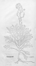 Diplotaxis tenuifolia, stinkweed, stink ramp (Diplotaxis tenuifolia), woodcut by Leonhart Fuchs,