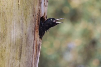 Black Woodpecker (Dryocopus martius) female peering out from nesting hole, Netherlands
