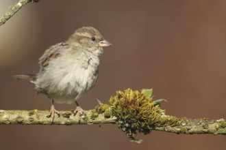 House Sparrow (Passer domesticus) female, Allgäu, Bavaria, Germany, Allgäu, Bavaria, Germany