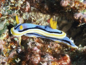 Blue-yellow sea snail, Elisabeth's Chromodoris (Chromodoris elisabethina), on coral reef with