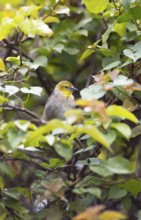 Textor weaver or village weaver (Ploceus cucullatus), Botanical Garden or Sir Seewoosagur Ramgoolam
