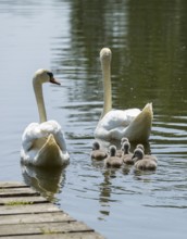 Swan family of the Mute Swan (Cygnus olor) with chicks on the middle pond near Neudorf Klösterlich,