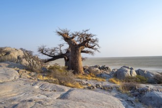 African baobab or baobab tree (Adansonia digitata), between round rocks, at sunrise, Kubu Island