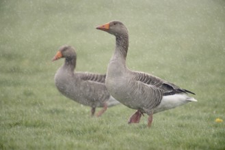 Greylag Goose (Anser anser) pair in rain, Netherlands