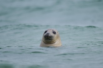 Grey seal (Halichoerus grypus) looking out of the water while swimming in the sea, Düne, Helgoland,