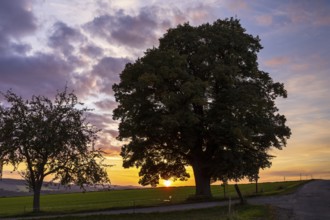Winter lime tree (Tilia cordata) at sunset, Leubsdorf, Erzgebirge, Saxony, Germany