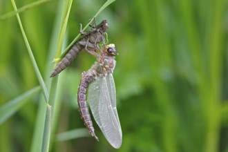 Early reed hunter (Brachytron pratense), imago with exuvium on a reed stalk, after hatching,
