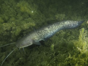 A catfish (Silurus glanis) swims between green algae at night in a dark underwater environment.