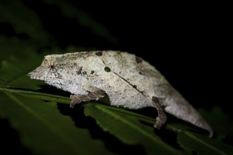 Zomba dwarf chameleon (Rieppeleon brachyurus), white chameleon on a branch at night, Amani Nature