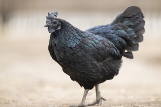 Ayam Cemani, Domestic Chicken (Gallus gallus domesticus), hen, portrait, Bavaria, Germany, Europe