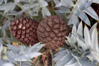 Fruits of the bread palm fern (Encephalartos horridus), Botanical Garden, Erlangen, Middle