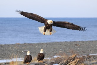 Bald Eagle (Haliaeetus leucocephalus), Bald Eagle, Homer, Kenai Peninsula, Alaska, USA