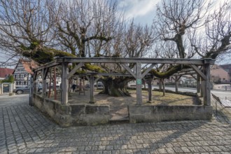 Listed old dancing lime tree, Effeltrich Upper Franconia, Bavaria, Germany