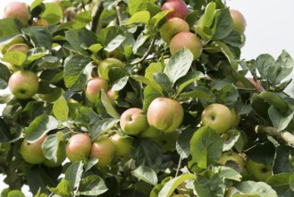 Juwel aus Kirchwerder, apple, old variety, Germany