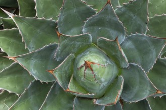 Agave (Agave), Inverewe Gardens, Osgood Mackenzie, Poolewe, Loch Ewe, Highlands, Highlands,