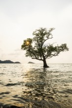 Tree in the sea, The Lonely Tree in the Sea, sunset, Klong Son Beach, Ko Chang, Koh Chang, Mu Ko