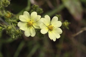 Sulphur cinquefoil (Potentilla recta) with heart-shaped petals, roadside flower, Wilnsdorf, North