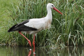 White stork (Ciconia ciconia) foraging in a pond, North Rhine-Westphalia, Germany