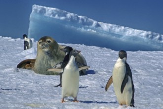 Antarctica, Cierva Cove, leopard seal, Rasr, iceberg, bay, animals, mammals, Adelie penguins