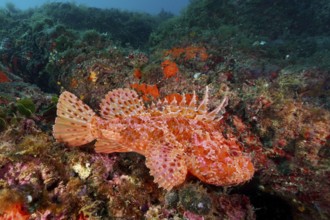 Red scorpionfish (Scorpaena scrofa) in a lively coral reef, rich in contrast, dive site Cap de