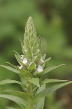 Woolly foxglove (Digitalis lanata), inflorescence, medicinal plant, North Rhine-Westphalia, Germany