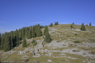 Trenches in karst rock from the First World War, circular hike Monte Fior, Foza, province of