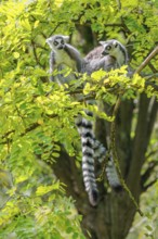 Two ring-tailed lemurs (Lemur catta) sit high up in a tree on a branch between fresh green leaves