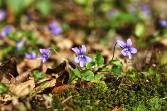 Wood violet (Viola reichenbachiana) among leaves on the forest floor, spring bloomer, Jakobsberg