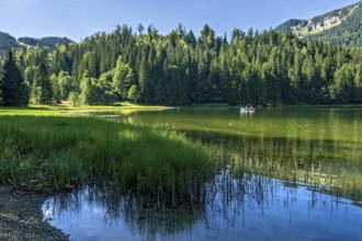 Spitzingsee, mountain lake with pond horsetail, water horsetail (Equisetum fluviatile), excursion,