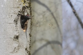 Black woodpecker (Dryocopus martius) throws wood shavings from its breeding den, Austria, Upper