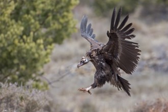 Cinereous Vulture (Aegypius monachus) flying, Catalonia, Spain