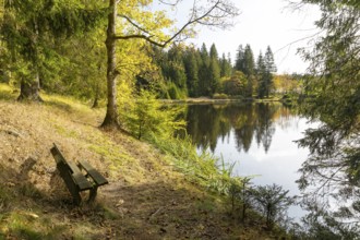 Bench overlooking a pond at the edge of a forest, autumn, raft pond near Muldenhammer, Vogtland,
