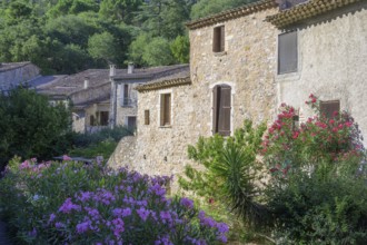 Blooming oleander and stone houses, Saint-Guilhem-le-Désert, Département Hérault, France