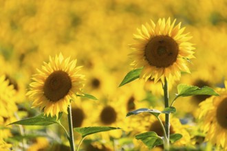 Sunflower (Helianthus annuus), field, agricultural plant, Ringgenbach, Meßkirch, Sigmaringen