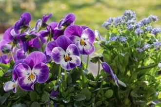 Horned violet (Viola cornuta) and forget-me-not (Myosotis), Rhineland-Palatinate, Germany