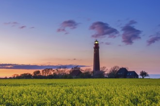 Flügge, Fluegge lighthouse in flowering rape field at sunset on Fehmarn island in the Baltic Sea in