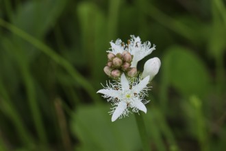Menyanthes trifoliata or bitter clover, medicinal plant, close-up of a flower in a meadow,