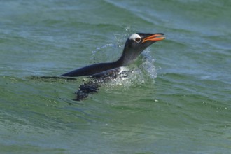 Gentoo Penguin (Pygoscelis papua) along the shoreline in the Falkland Islands
