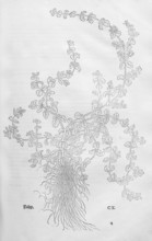 Polei mint, Polei, Flöhkraut (Mentha pulegium), woodcut by Leonhart Fuchs, from New Kreüterbuch,