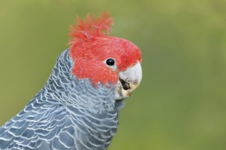 Gang-gang Cockatoo (Callocephalon fimbriatum) male, Victoria, Australia