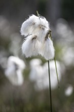 Common cottongrass (Eriophorum angustifolium), Emsland, Lower Saxony, Germany