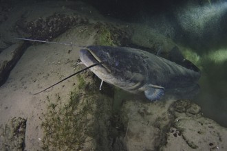 Wels catfish (Silurus glanis)