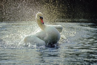 Mute swan. Cygnus olor. A swan cleans its plumage on the river. Forest of La Wantzenau. Region of