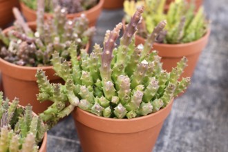 Small 'Stapelia Variagat' houseplant with cactus-like toothed stems in flower pot. Also called