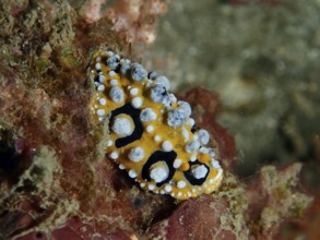 Structured eyespot wart slug (Phyllidia ocellata) in yellow and black on a sea sponge, dive site