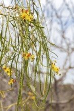 Jerusalemsdorn (Parkinsonia aculeata), San Cristobal, Galapagos, Ecuador