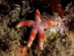 An orange-pink coloured starfish (Henricia) lies on the seabed among algae. Dive site Maharees