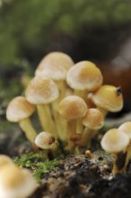 Brick Red Sulphur Head (Hypholoma lateritium, Hypholoma sublateritium), North Rhine-Westphalia,