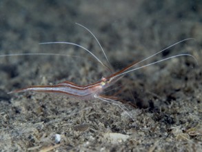 A reddish-brown shrimp with long antennae, unicorn shrimp (Plesionika narval), on a dark seabed