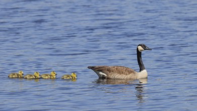 Canada goose (Branta canadensis) swimming with chicks in the water, Wildlife, Birds, Geese, Chicks,